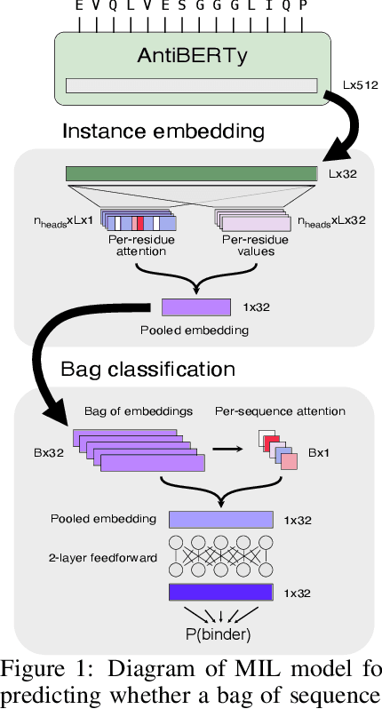 Figure 1 for Deciphering antibody affinity maturation with language models and weakly supervised learning