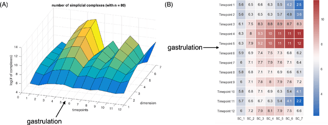 Figure 4 for Topological Data Analysis in Time Series: Temporal Filtration and Application to Single-Cell Genomics