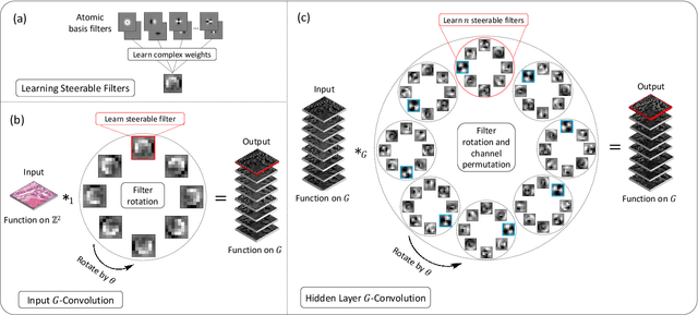 Figure 3 for Dense Steerable Filter CNNs for Exploiting Rotational Symmetry in Histology Images