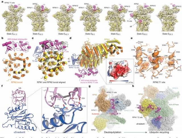 Figure 4 for Deep manifold learning reveals hidden dynamics of proteasome autoregulation
