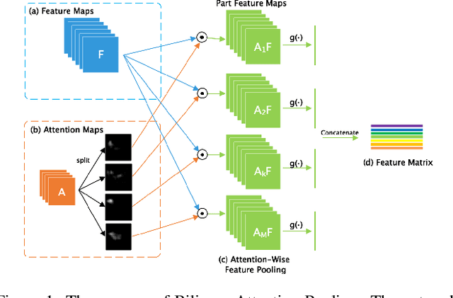 Figure 1 for Weakly Supervised Local Attention Network for Fine-Grained Visual Classification