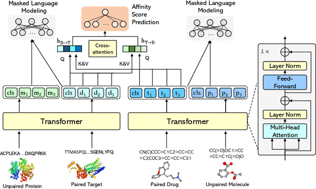 Figure 1 for SMT-DTA: Improving Drug-Target Affinity Prediction with Semi-supervised Multi-task Training