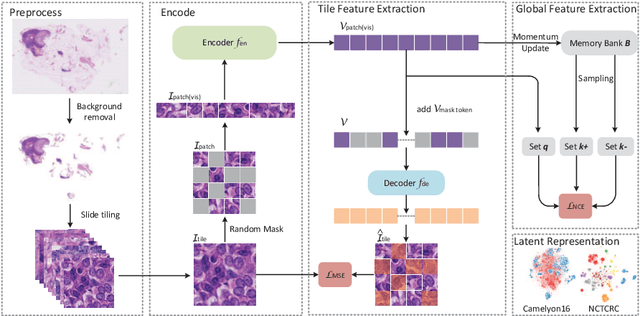 Figure 1 for Global Contrast Masked Autoencoders Are Powerful Pathological Representation Learners