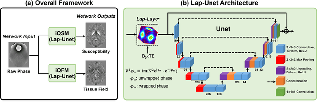 Figure 1 for Instant tissue field and magnetic susceptibility mapping from MR raw phase using Laplacian enabled deep neural networks