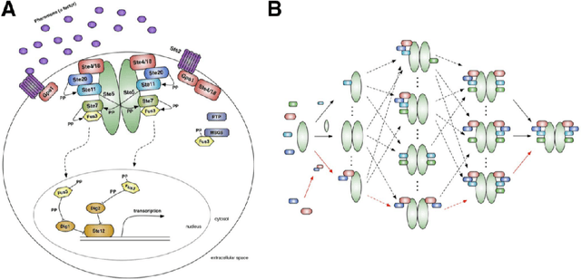 Figure 1 for Building Models for Biopathway Dynamics Using Intrinsic Dimensionality Analysis