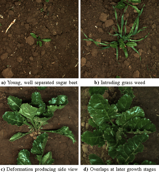 Figure 2 for From Plants to Landmarks: Time-invariant Plant Localization that uses Deep Pose Regression in Agricultural Fields