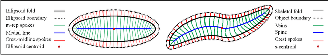 Figure 4 for Statistical analysis of locally parameterized shapes
