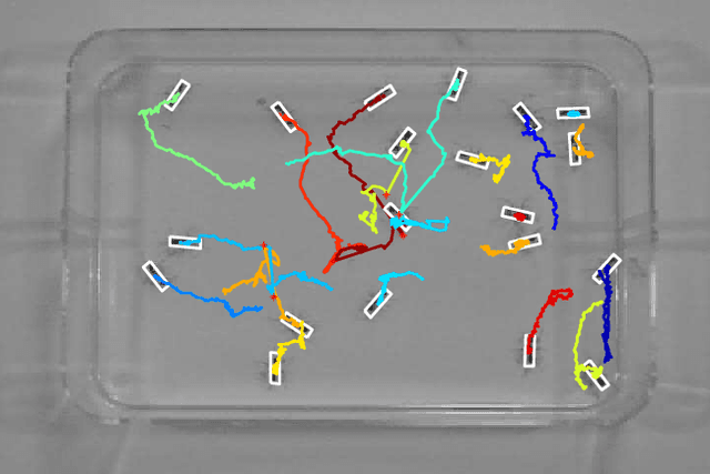 Figure 1 for Multiple target tracking with interaction using an MCMC MRF Particle Filter
