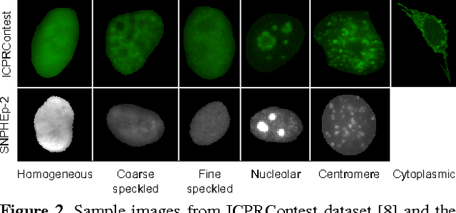 Figure 3 for Classification of Human Epithelial Type 2 Cell Indirect Immunofluoresence Images via Codebook Based Descriptors