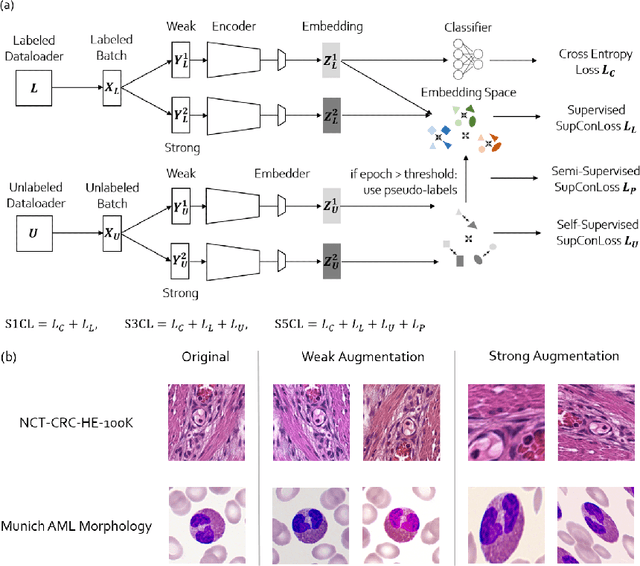 Figure 1 for S5CL: Unifying Fully-Supervised, Self-Supervised, and Semi-Supervised Learning Through Hierarchical Contrastive Learning