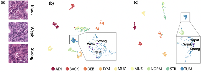 Figure 3 for S5CL: Unifying Fully-Supervised, Self-Supervised, and Semi-Supervised Learning Through Hierarchical Contrastive Learning