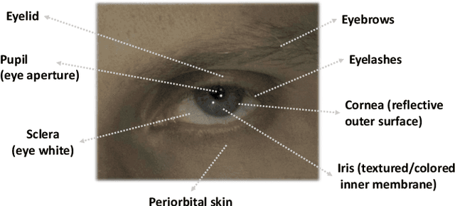 Figure 3 for EyeNeRF: A Hybrid Representation for Photorealistic Synthesis, Animation and Relighting of Human Eyes