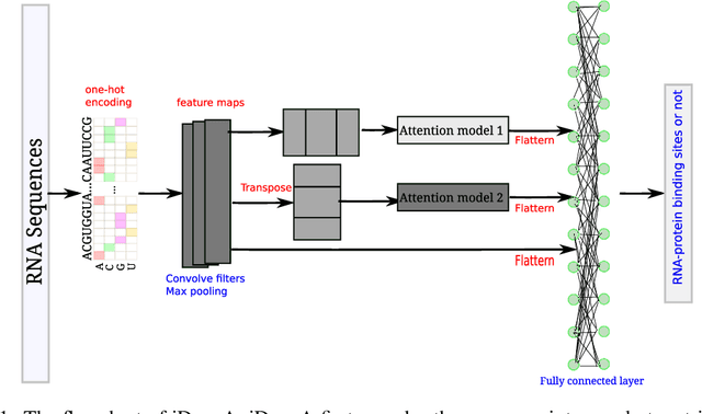 Figure 1 for Attention based convolutional neural network for predicting RNA-protein binding sites