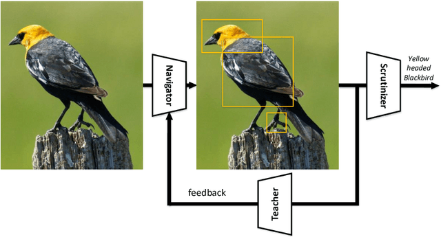 Figure 1 for Learning to Navigate for Fine-grained Classification
