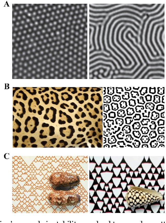 Figure 3 for Turing's cascade instability supports the coordination of the mind, brain, and behavior