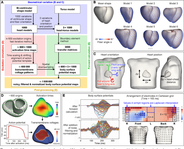 Figure 1 for Non-invasive Localization of the Ventricular Excitation Origin Without Patient-specific Geometries Using Deep Learning
