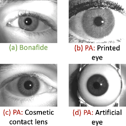 Figure 1 for CIT-GAN: Cyclic Image Translation Generative Adversarial Network With Application in Iris Presentation Attack Detection