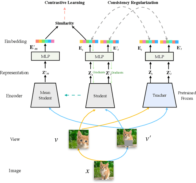 Figure 3 for DisCo: Remedy Self-supervised Learning on Lightweight Models with Distilled Contrastive Learning