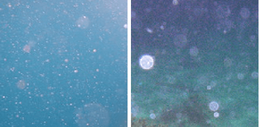 Figure 2 for Marine Snow Removal Benchmarking Dataset