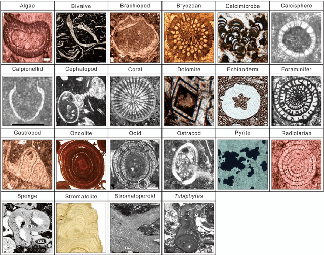 Figure 1 for Automatic identification of fossils and abiotic grains during carbonate microfacies analysis using deep convolutional neural networks