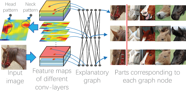 Figure 1 for Interpreting CNN Knowledge via an Explanatory Graph