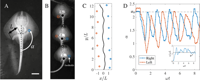 Figure 1 for Models of benthic bipedalism