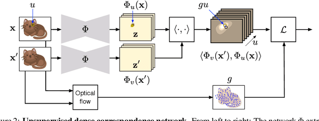 Figure 3 for Unsupervised learning of object frames by dense equivariant image labelling