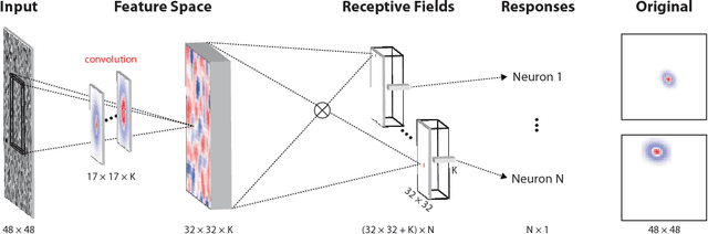 Figure 3 for Neural system identification for large populations separating "what" and "where"