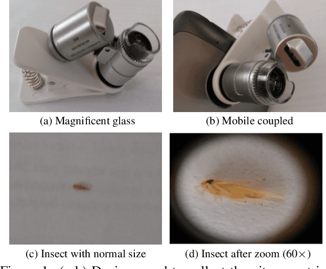 Figure 1 for Weakly Supervised Learning Guided by Activation Mapping Applied to a Novel Citrus Pest Benchmark
