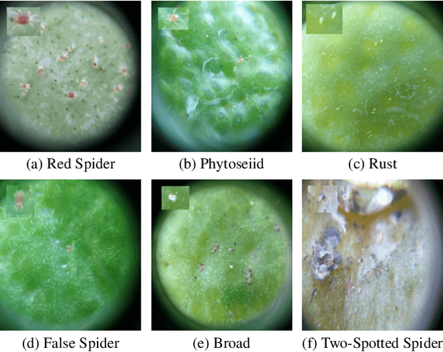 Figure 3 for Weakly Supervised Learning Guided by Activation Mapping Applied to a Novel Citrus Pest Benchmark