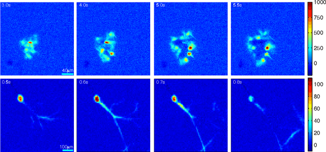 Figure 1 for Mapping the spatiotemporal dynamics of calcium signaling in cellular neural networks using optical flow