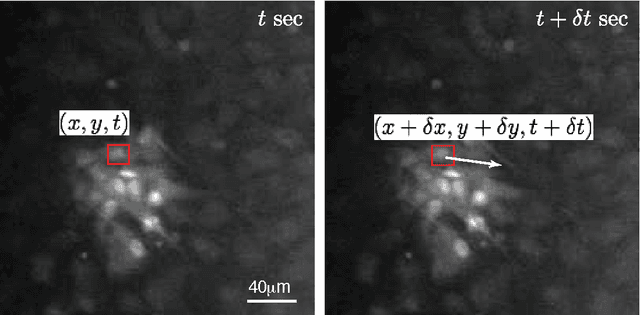 Figure 3 for Mapping the spatiotemporal dynamics of calcium signaling in cellular neural networks using optical flow
