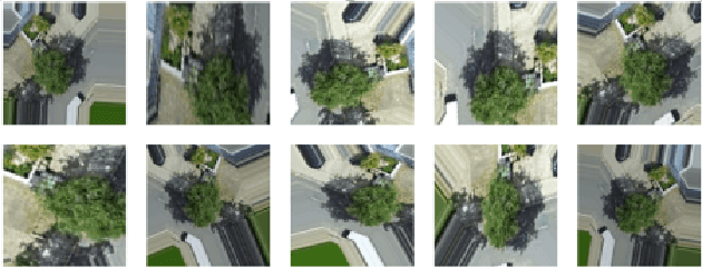 Figure 3 for Urban Tree Species Classification Using Aerial Imagery