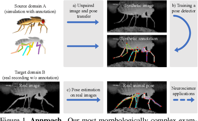 Figure 1 for Deformation-aware Unpaired Image Translation for Pose Estimation on Laboratory Animals