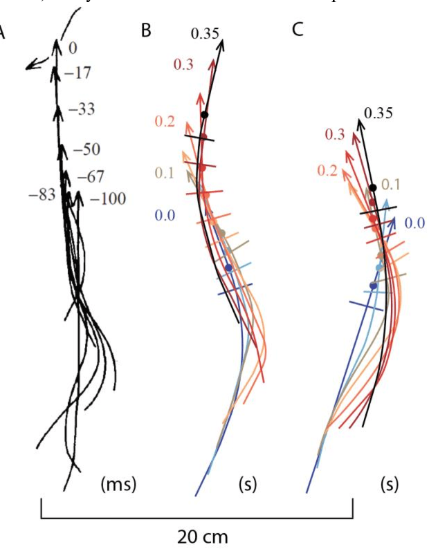 Figure 3 for In-plane prestressing: Inspiration from a hair clip