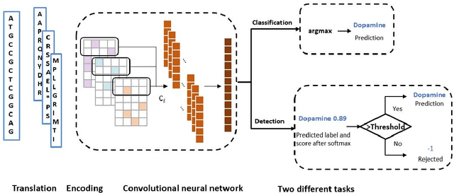 Figure 1 for ProDOMA: improve PROtein DOMAin classification for third-generation sequencing reads using deep learning