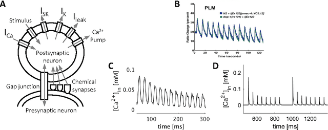 Figure 1 for Non-Associative Learning Representation in the Nervous System of the Nematode Caenorhabditis elegans