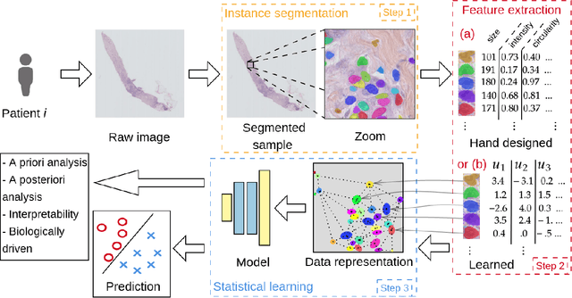 Figure 1 for Scale dependant layer for self-supervised nuclei encoding