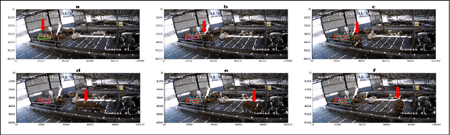 Figure 1 for Bootstrapping Labelled Dataset Construction for Cow Tracking and Behavior Analysis