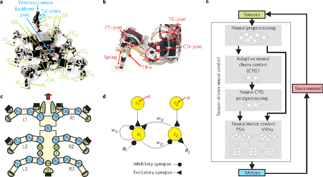 Figure 1 for Self-organized adaptation of a simple neural circuit enables complex robot behaviour