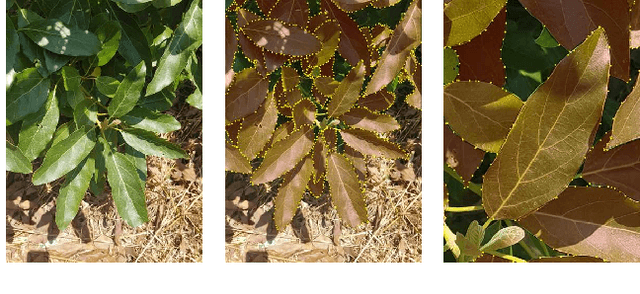 Figure 1 for Data Augmentation for Leaf Segmentation and Counting Tasks in Rosette Plants