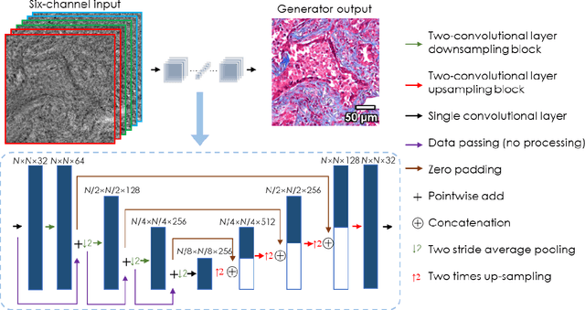 Figure 3 for Deep learning-based color holographic microscopy
