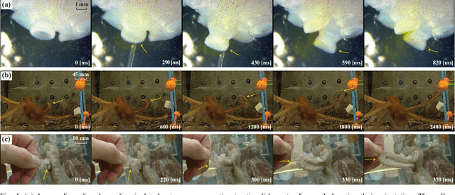 Figure 1 for A Sensory Feedback Control Law for Octopus Arm Movements