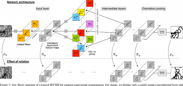 Figure 4 for Learning Steerable Filters for Rotation Equivariant CNNs