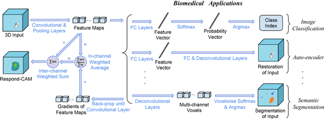 Figure 1 for Respond-CAM: Analyzing Deep Models for 3D Imaging Data by Visualizations
