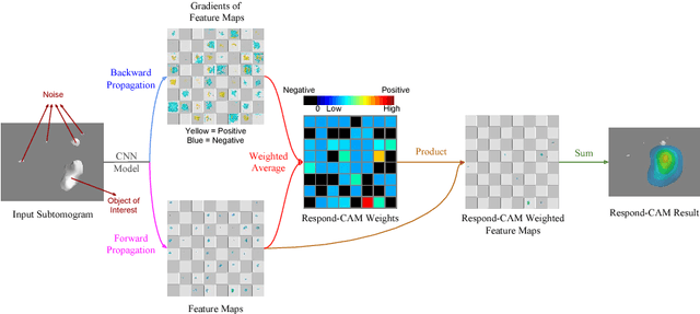 Figure 4 for Respond-CAM: Analyzing Deep Models for 3D Imaging Data by Visualizations
