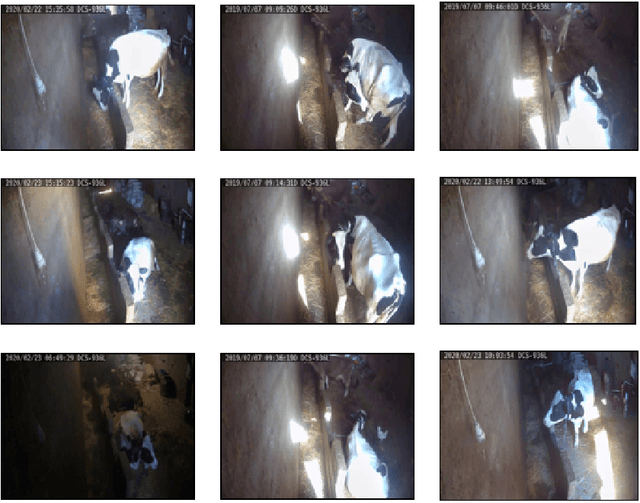 Figure 4 for Dairy Cow rumination detection: A deep learning approach