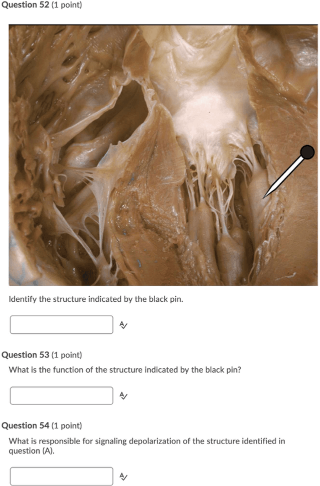 Figure 3 for Automated Grading of Anatomical Objective Structured Practical Exams Using Decision Trees