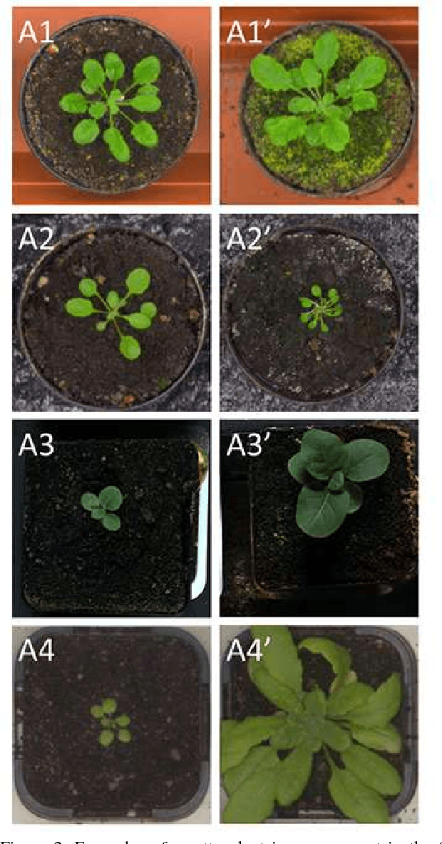 Figure 3 for Leveraging multiple datasets for deep leaf counting