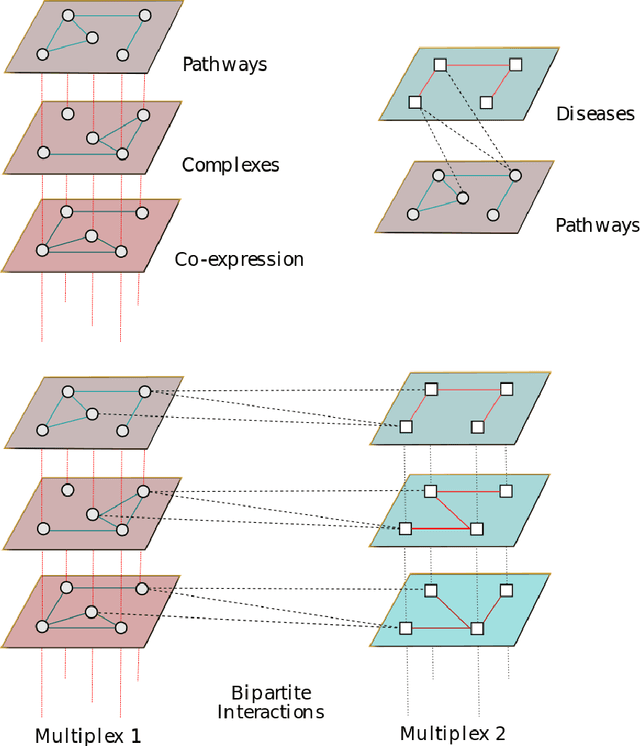 Figure 1 for MultiVERSE: a multiplex and multiplex-heterogeneous network embedding approach